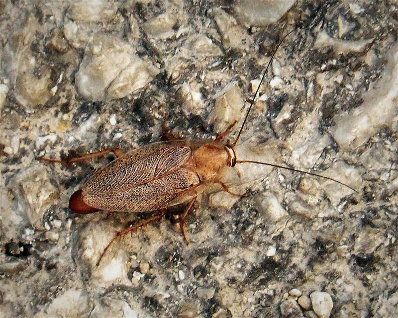 German cockroach