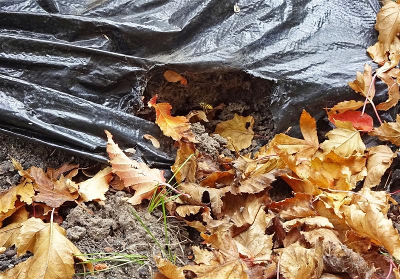 Yellowjacket wasps on a nest